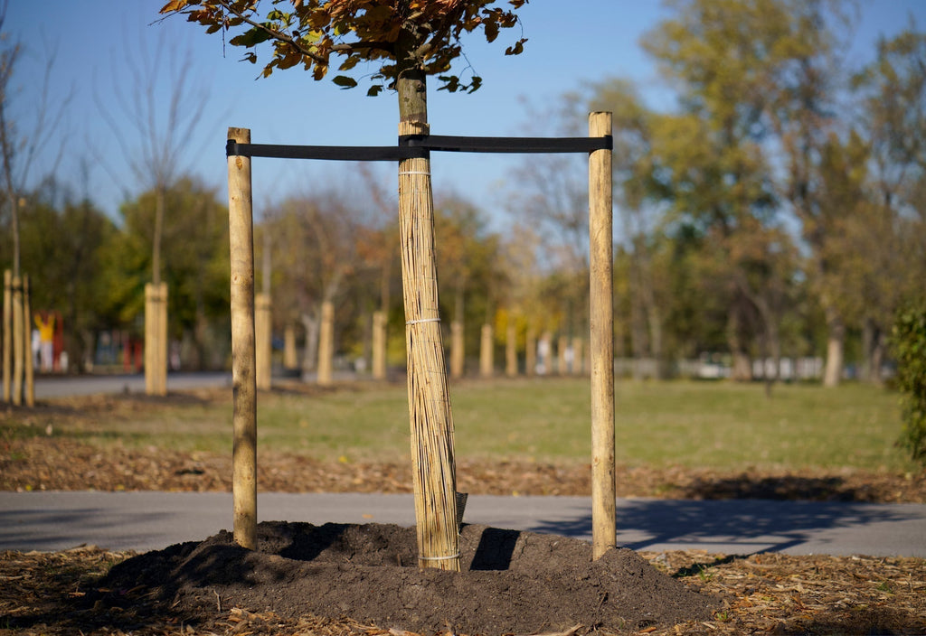 Staking Your New Tree, If Necessary: Comprehensive Staking Guide