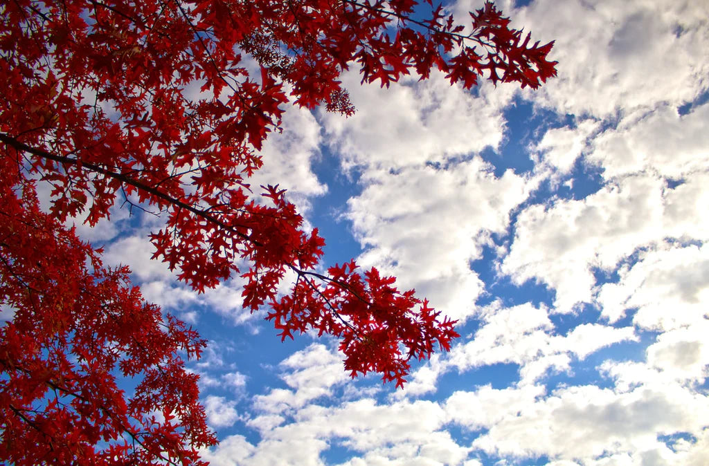 How to Enhance Fall Color on Your Shade Trees?