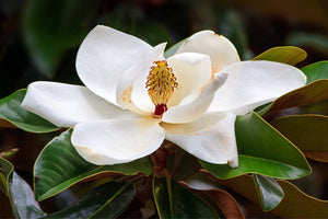 Flowering Trees for Florida image