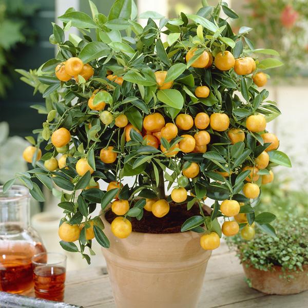 Fruit Trees image