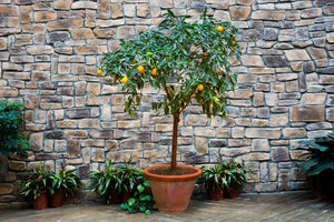 Patio - Fruit image