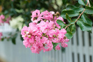 Pink Crape Myrtles image