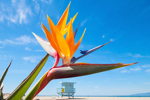 Tropical Plants for Florida image