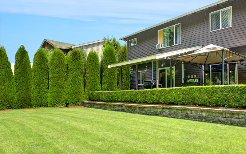 Evergreen Trees image