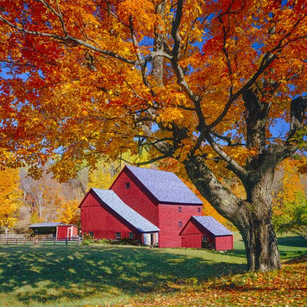 Shade Trees image