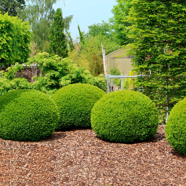 Shrubs image