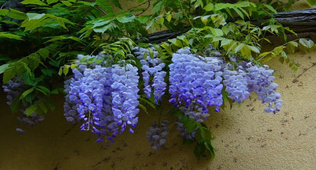 Groundcover image