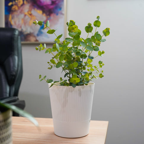 Silver Drop Eucalyptus in White Deco Pot
