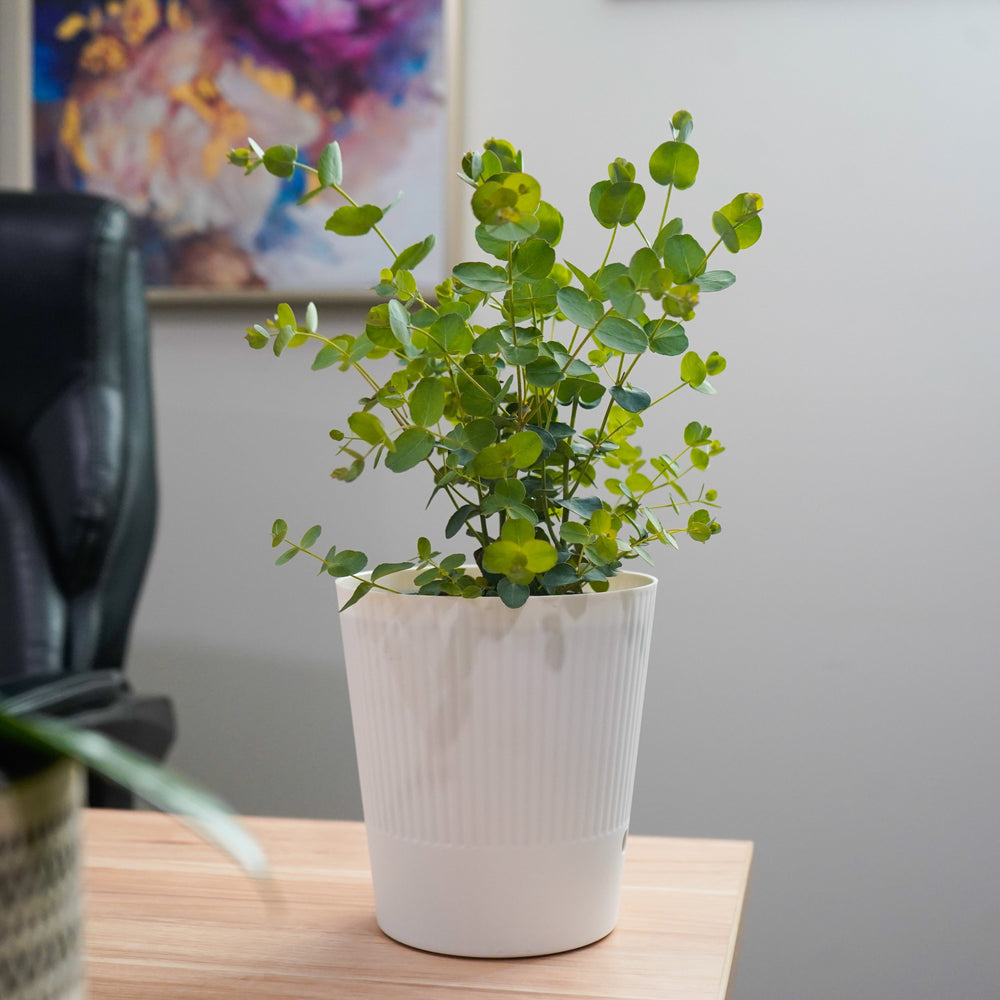 Silver Drop Eucalyptus in White Deco Pot