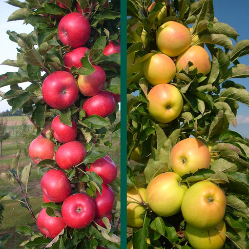 2-in-1 Fruit Snacks® Columnar Apple Tree