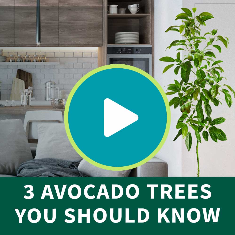 Hass Avocado Tree