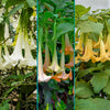Multicolor Angel Trumpet Tree
