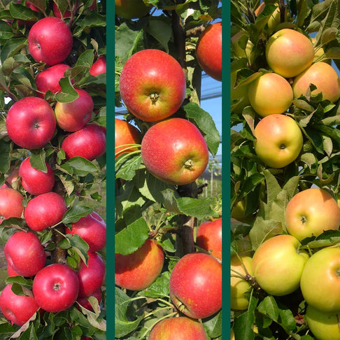 3-in-1 Fruit Snacks® Columnar Apple Tree