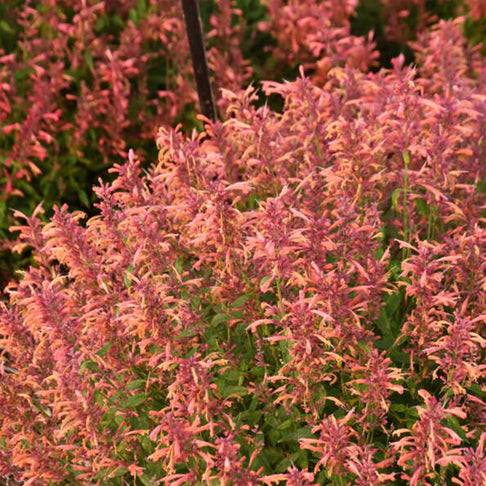 Agastache Guava Lava