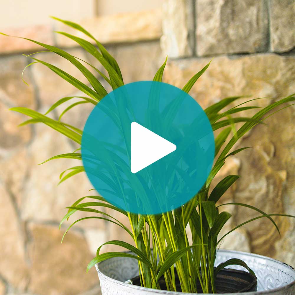Areca Palm Tree