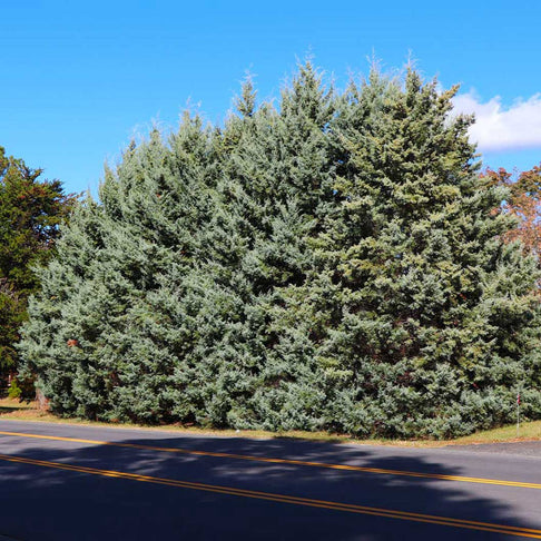 Carolina Sapphire Cypress Tree