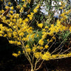 Arnold Promise Witch Hazel Shrub