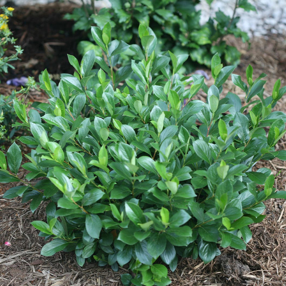 Proven Winners®  Low Scape Mound® Chokeberry