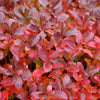 Proven Winners®  Low Scape Mound® Chokeberry
