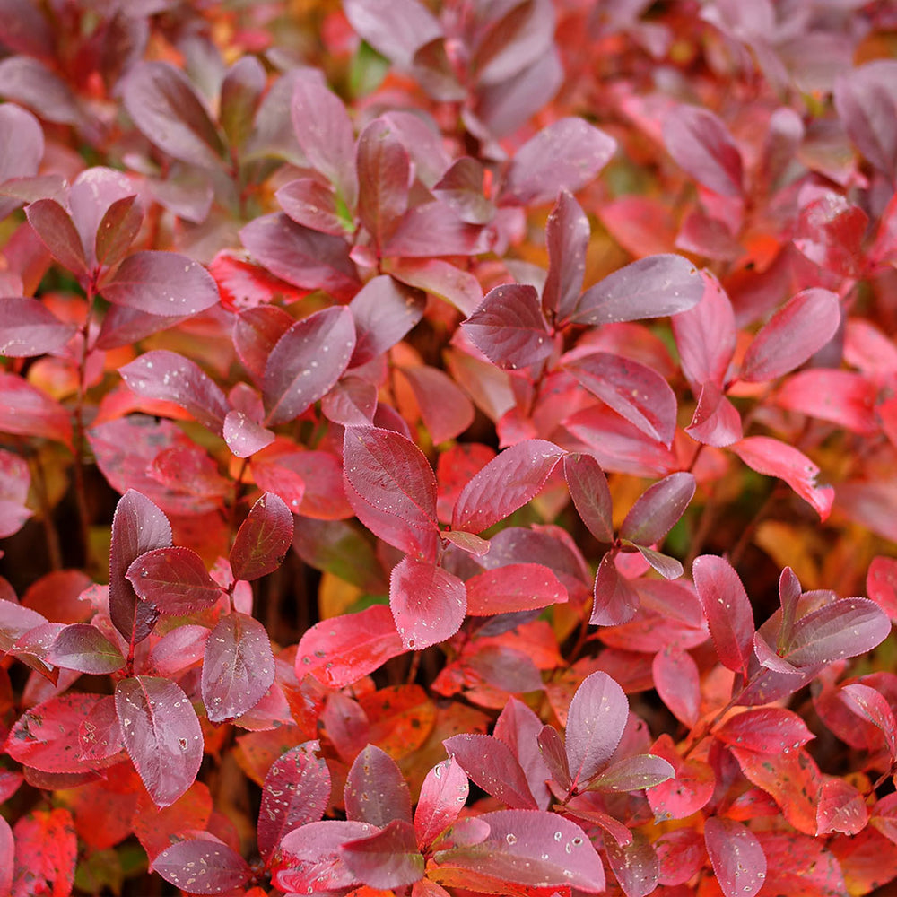 Proven Winners®  Low Scape Mound® Chokeberry