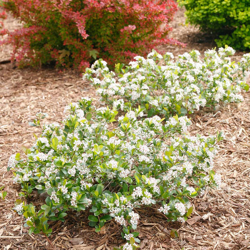 Proven Winners®  Low Scape Mound® Chokeberry