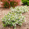 Proven Winners®  Low Scape Mound® Chokeberry