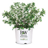 Proven Winners®  Low Scape Mound® Chokeberry