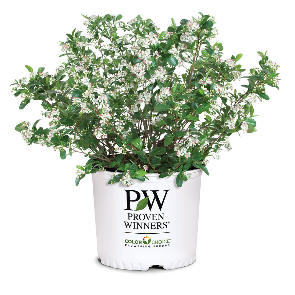 Proven Winners®  Low Scape Mound® Chokeberry