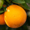 Autumn Gold Navel Orange Tree