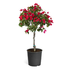 product 1 image