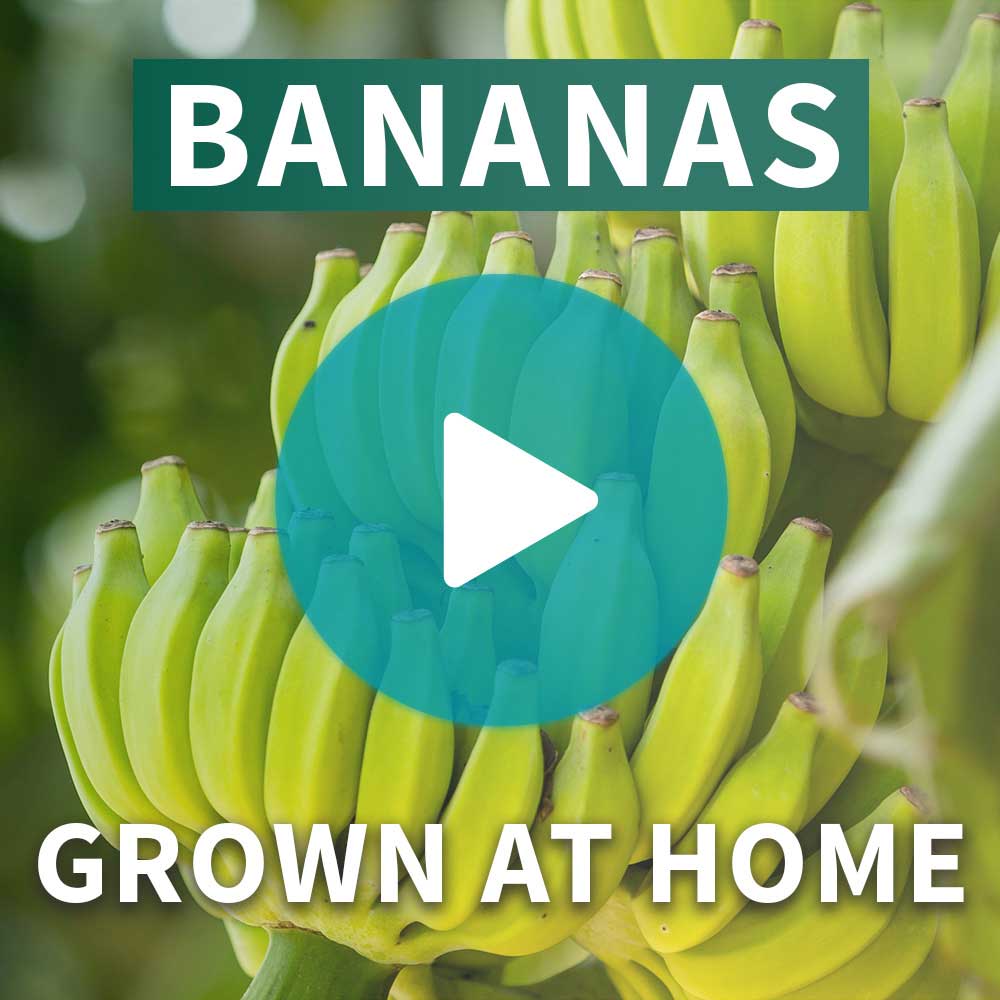 Grand Nain 'Naine' Banana Tree