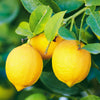 Bearss Lemon Tree