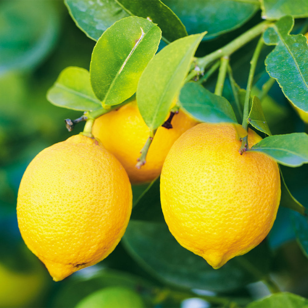Bearss Lemon Tree