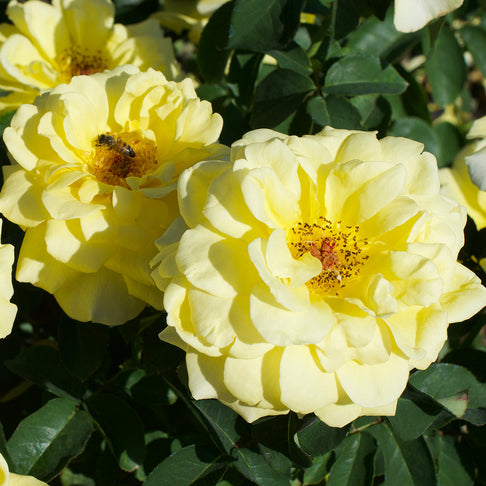 Bee Heaven™ Rose Shrub