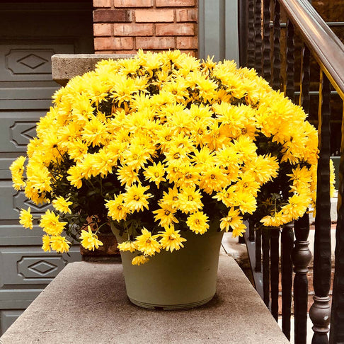 Yellow Belgian Mums®