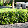 Bushel and Berry® BerryBux® Blueberry