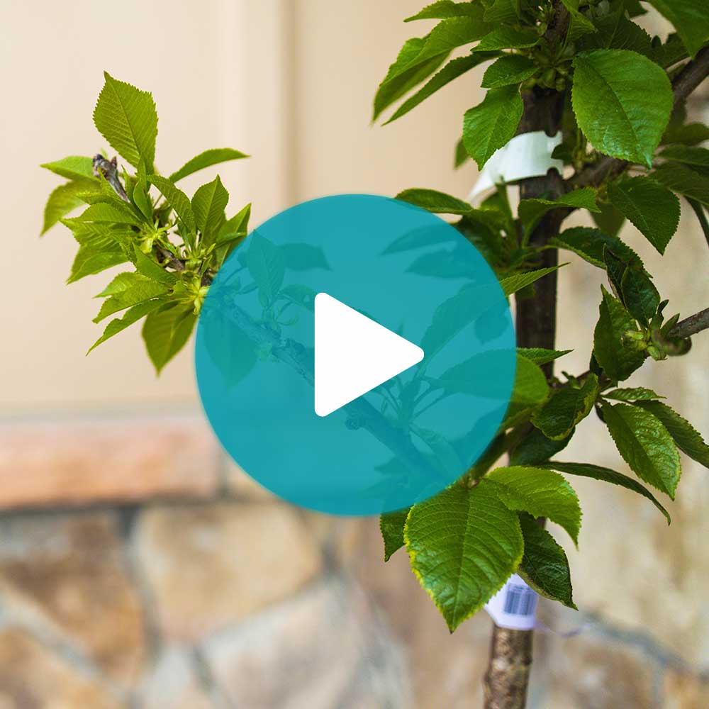 Bing Cherry Tree