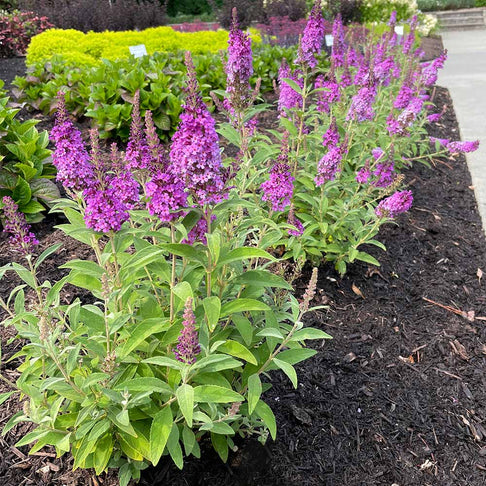 Birthday Cake Butterfly Bush