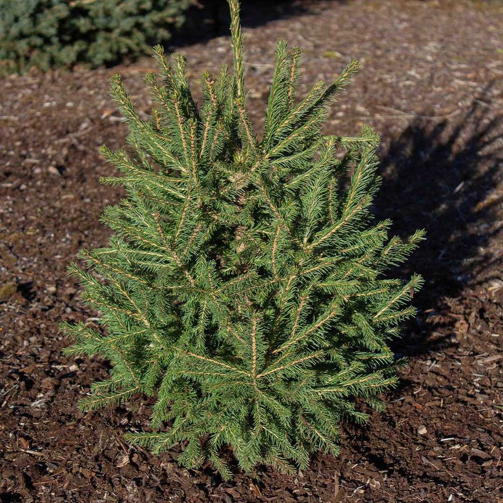 Blaze Norway Spruce Tree