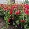 Blaze Improved Climbing Rose Shrub