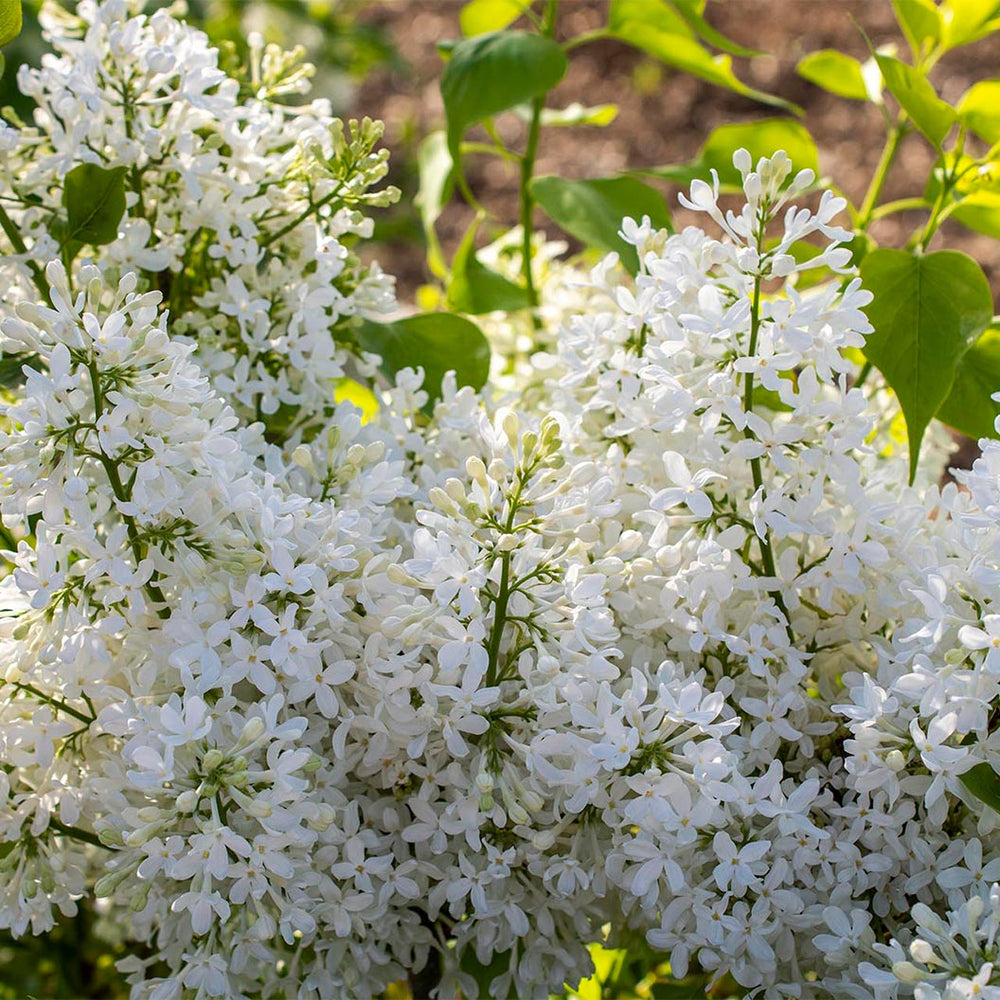 Bloomables® New Age™ White Lilac