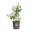 Bloomables® New Age™ White Lilac