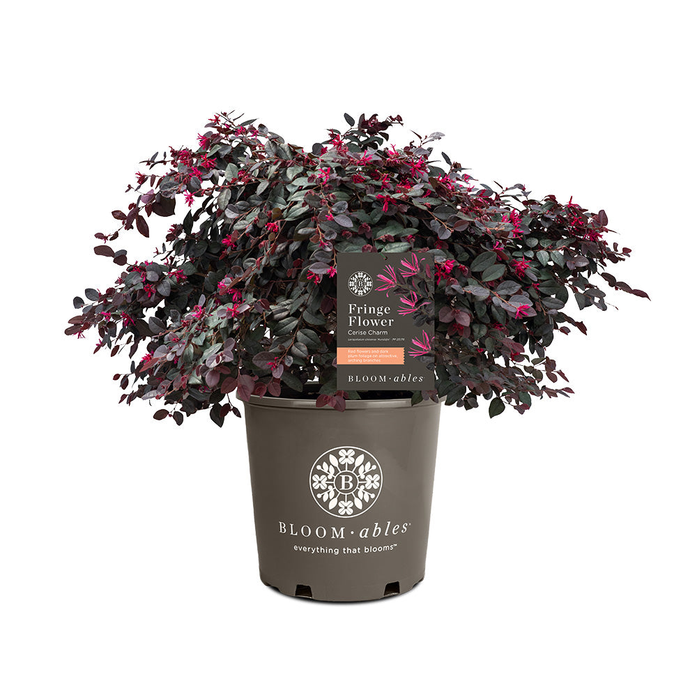 Bloomables® Cerise Charm Loropetalum