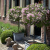 Proven Winners®  Bloomerang® Lilac Tree