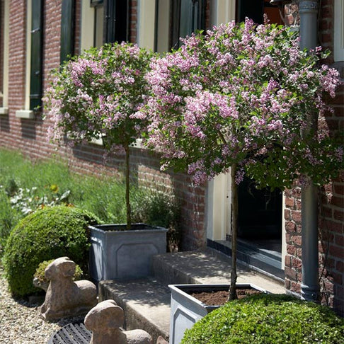 Proven Winners®  Bloomerang® Lilac Tree