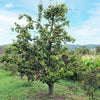 Bosc Pear Tree