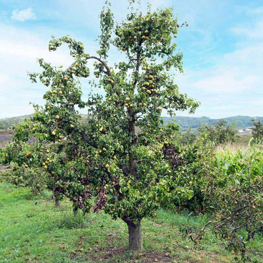 Bosc Pear Tree