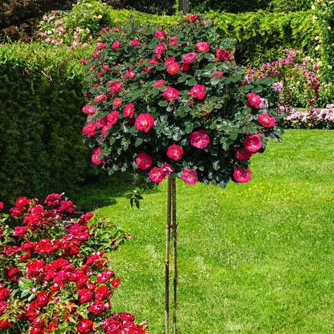 Bloomables® Brick House® Rose Tree