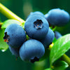 Brightwell Blueberry Bush
