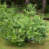 Brightwell Blueberry Bush